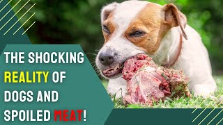 Can Dogs Eat Spoiled Meat? Helpful Guide For Dog Owners by Charming Pet Guru Official 97 views 4 months ago 10 minutes, 41 seconds