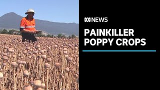 Australia's island of poppies rides booms and busts of global painkiller business | ABC News