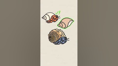 Size matters for Hermit Crabs!
