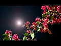 Raat kaali hai (Poem) by Rishab Ranjan