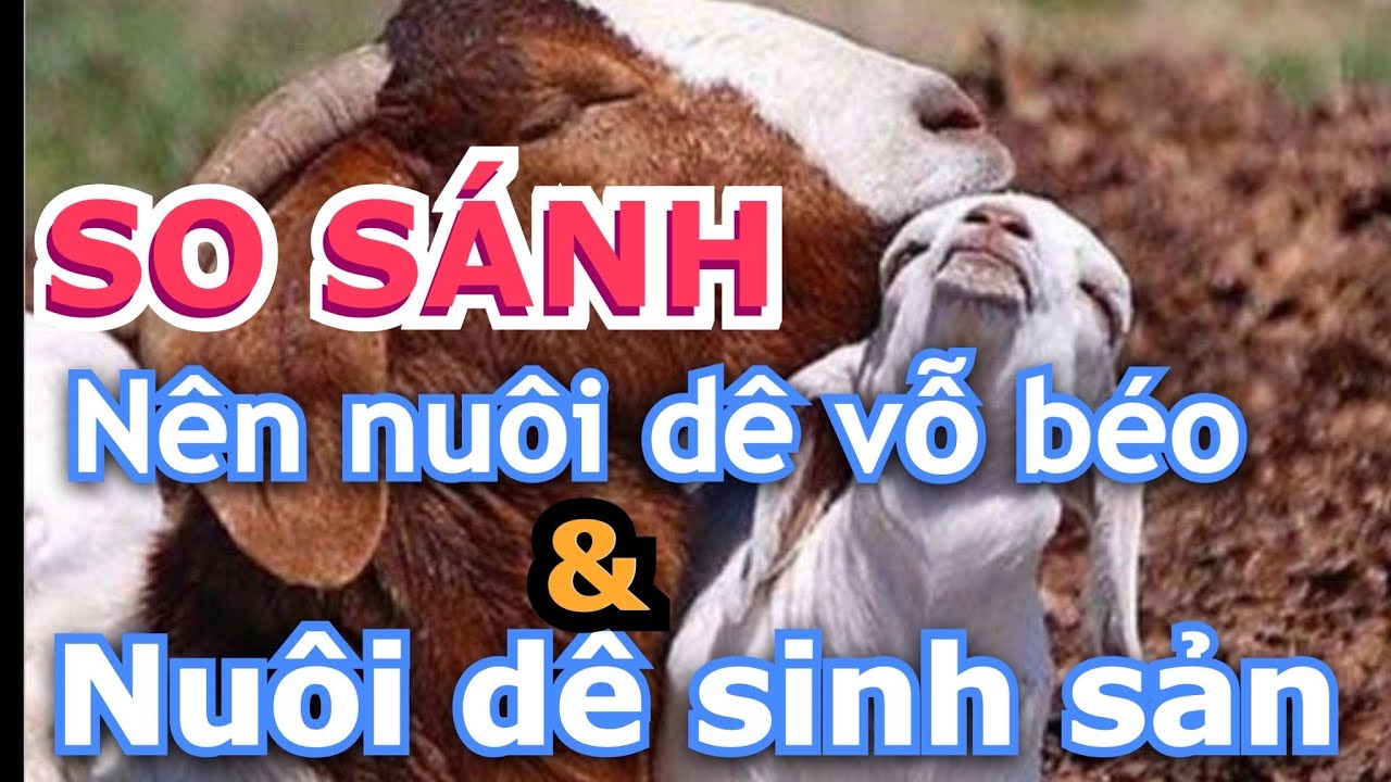 DÊ VỖ BÉO VÀ SINH SẢN