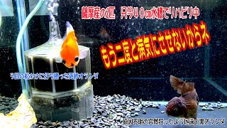 【金魚】薩摩産の2匹 只今40cm水槽でリハビリ中　もう二度と病気にさせないからネ