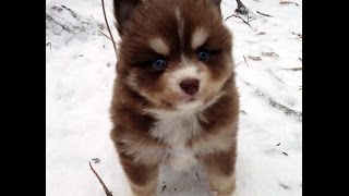 Pomsky Puppies Eating Snow (So Cute!)