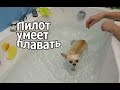 VLOG: Клим назвал маму глупой / Первый заплыв Пилота / Средство от головной боли