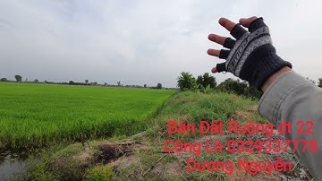 Nhà Đất Bán Đất Ruộng vườn dt 22 Công Giá 137tr Công Tân Thạnh LA