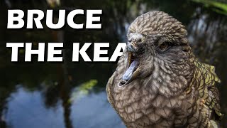 The Story of Bruce / Kati the Kea by Animal Minds 2,805 views 2 years ago 8 minutes, 14 seconds