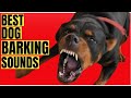 Epic Dog Barking Sounds Compilation: See How Your Dogs REACTS and Can