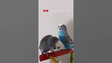 رقصة تزاوج طيور الحب 