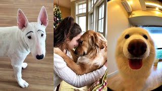 Best Random Dogs Videos 2023