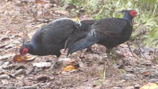 22.2.17 Faisan leucomèle (Lophura leucomelanos lathami, Kalij Pheasant)