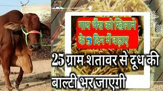 शतावरी दूध बढ़ाने में No.1 Shatavari Se Dudh badhane ke upay Cow Buffalo दूध बढ़ाने का तरीका Farm Talk screenshot 4
