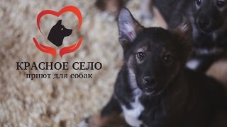 Приют для собак в Красном селе(Видео было создано специально для показа на благотворительном мероприятии, организованном с целью привлеч..., 2015-02-28T19:46:52.000Z)