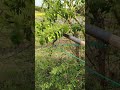 Make your own high-altitude tree branch cutter.