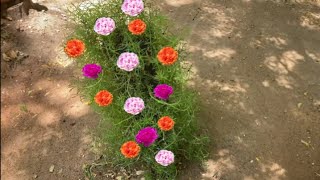 How to make flower tower | How to grow moss rose | Table rose grow ideas