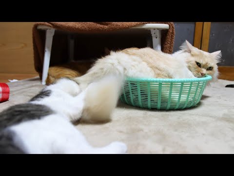 しっぽで子猫を遊ばせるもふもふ　221201