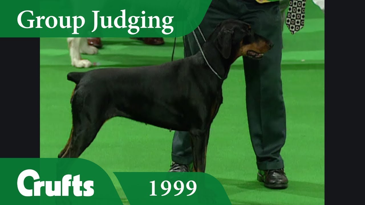 doberman-wins-working-group-judging-at-crufts-1999-youtube