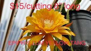 HOA QUYNH SƯU TÂM | HOA CÂM CÙ LÁ TRÁI TIM VAR | EPIPHYLLUM | KIWI | HOYA KERRII HEART VARIEGATED