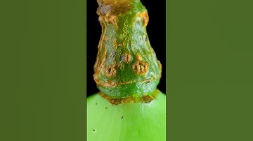 Unripe Grapes Vs Needle Close Up #shorts #satisfying #closeup