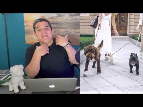 POR QUE SE ORINA MI PERRO SI ANTES NO LO HACÍA?/ La solución en este video. hqdefault