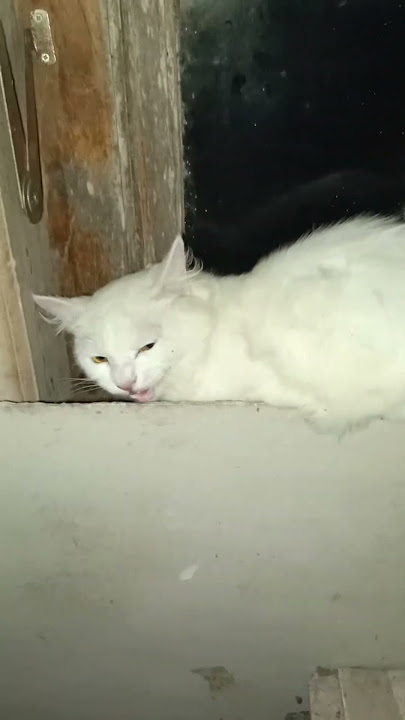 Polahe kuceng e sopo iki 😭#henrys #shorts #pets #catlover #drama
