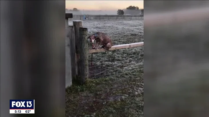 ‘Take care of me’: Abandoned dog rescued after climbing on fence to avoid frigid ground - DayDayNews