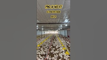 (196 ft X 43 ft) 11000 Capacity EC Poultry Farm || Day 21