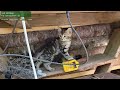New Kitten Let The Adventures Begin Vua Len Chinh Xac Va Hoan Thien New Kitten Let The Adventures Begin Vua Len Chinh Xac Va Hoan Thien