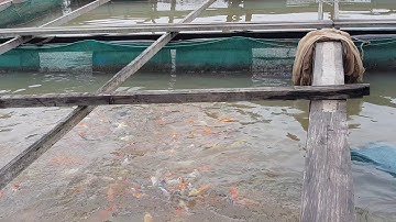 Du Lịch Miền Tây - Du Lịch Cần Thơ - Du Lịch Cồn Sơn