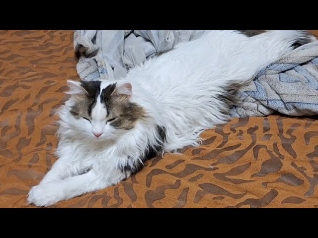 Yalangoch qora tanli ayollarning striptizi Qizni sikayotgan itning seks videosi