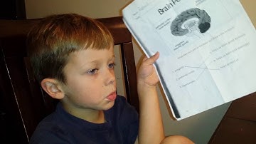 Hippocampus - memory saver