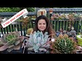 Russir avec les succulentes