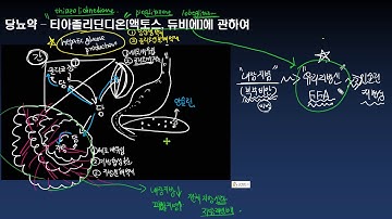 당뇨약 - 티아졸리딘디온(액토스, 듀비에)에 관하여