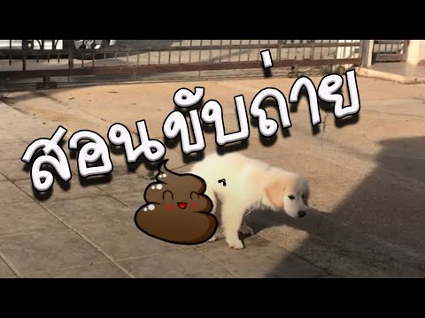 วิธีสอนลูกสุนัขขับถ่าย