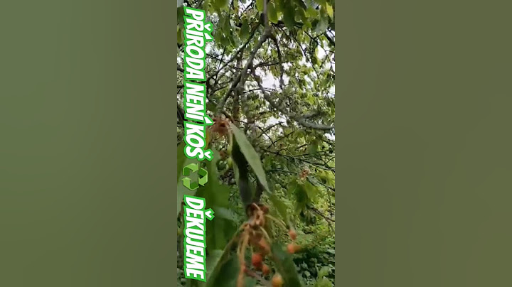 Strom - třešeň už má své první plody po mrazech které ne promrzlí že už mají cukr v sobě.