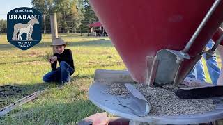 Winter Pasture Prep Ryegrass