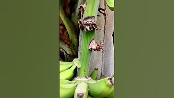 Cutting banana with knife #shorts #viralvideo