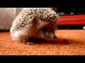 Ежик обедает/Hedgehog beats worms