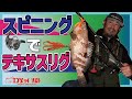 スピニングタックル×テキサスリグでアコウ(キジハタ)を狙う!