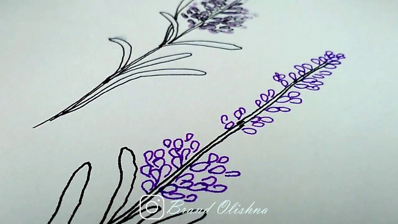 Веточка лаванды рисунок карандашом