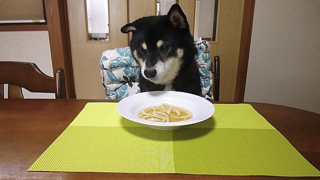 黒柴クロ 犬ごはん とほほ 素うどん Shiba Inu Kuro Eats Udon Youtube