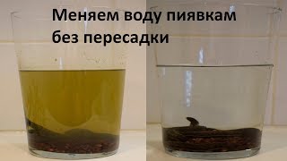 Меняем воду пиявкам быстро и без пересадки