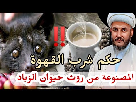 عاجل حكم شرب القهوة المصنوعة من روث وفضلات حيوان الزباد
