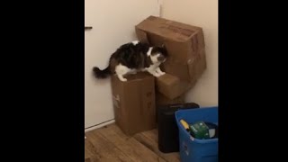 Cats Playing Hide And Seek In Their Owner's Moving Boxes