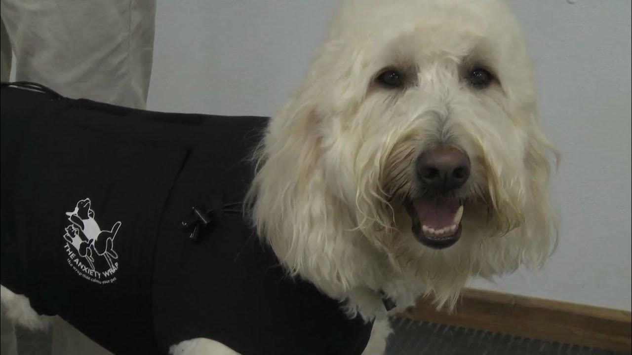 How to put on the Anxiety Wrap.mov YouTube