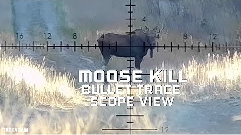 6.5 PRC 300 yard Moose Kill Shot With Bullet trace and TACTACAM Scope View