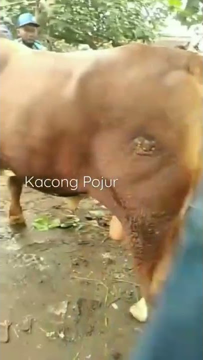 Sapi Super || Story WA 30 detik #vidioshort