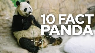 10 Fascinating Fact About Panda by TOP10 198 views 8 months ago 4 minutes, 38 seconds