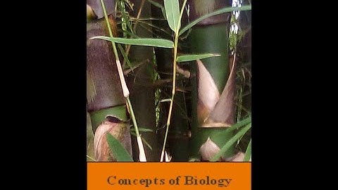 Themes and Concepts of Biology: Ch1.1 - Concepts of Biology (Reading only)