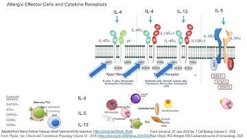 in 5 min: IL4 IL5 IL13 and JAK1 in allergic and atopic responses