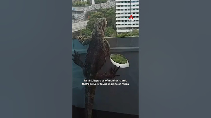 Monitor lizard that wandered into Punggol flat not native to Singapore: NParks